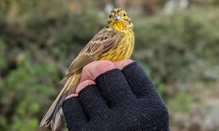 A handful of summer on a frosty day